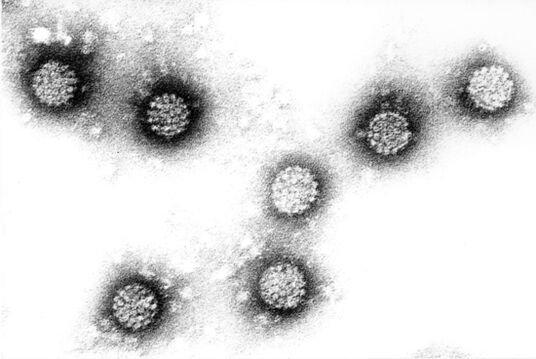 The human papilloma virus