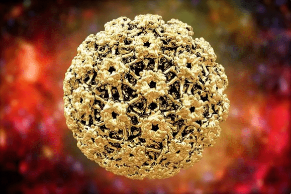 The human papilloma virus