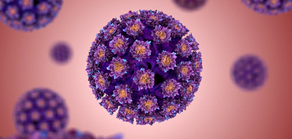 what the human papilloma virus looks like